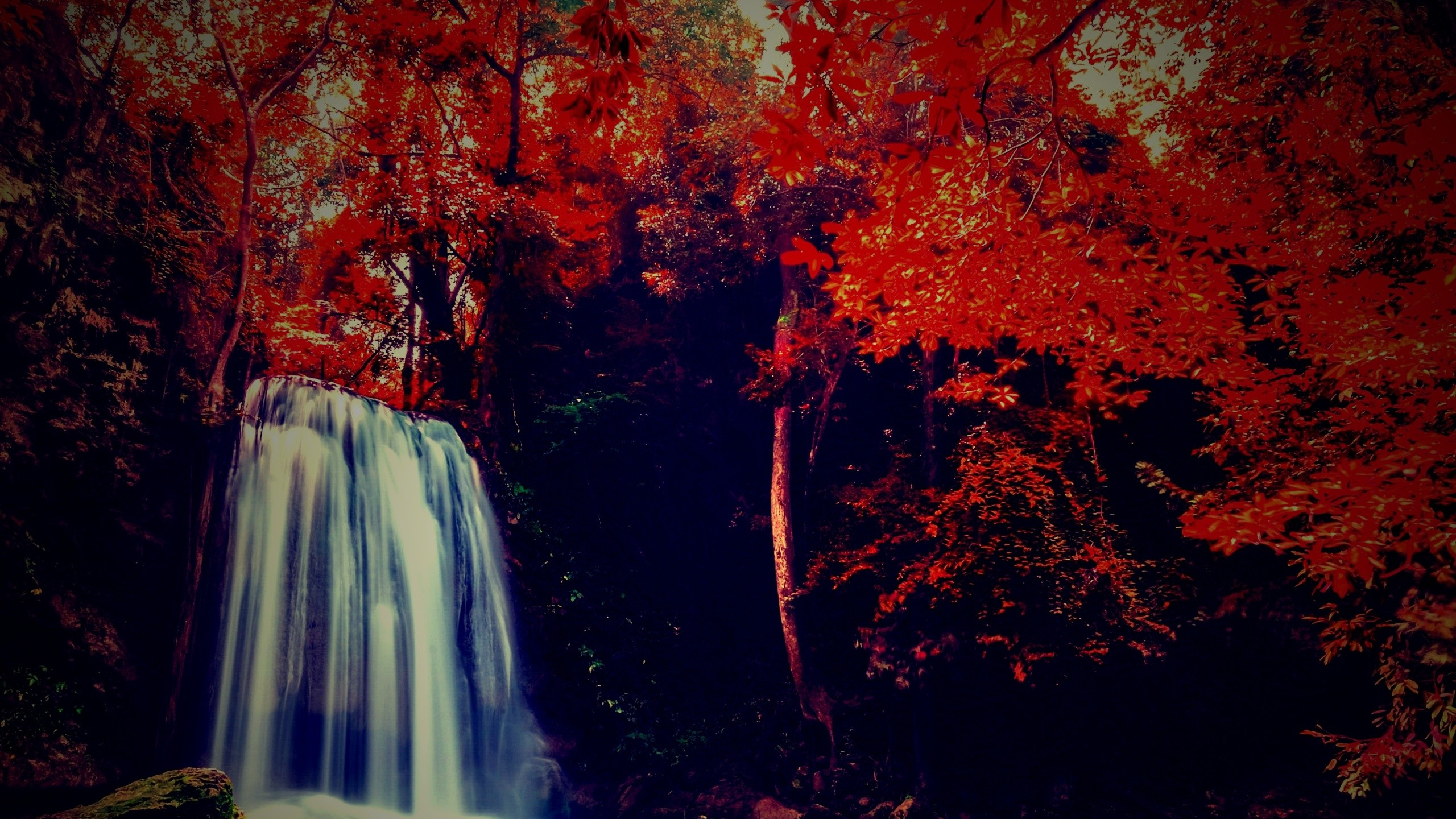 Árboles Marrones Con Campo de Hierba Verde Durante el Día. Wallpaper in 2560x1440 Resolution