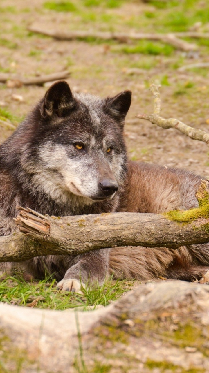 Loup Brun Sur L'herbe Verte Pendant la Journée. Wallpaper in 720x1280 Resolution