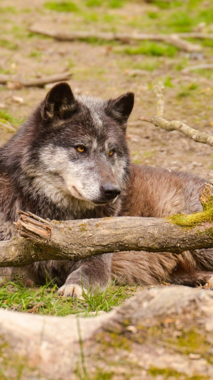 Brauner Wolf Auf Grünem Gras Tagsüber. Wallpaper in 750x1334 Resolution