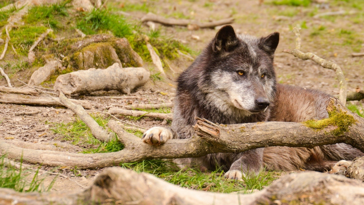 Brown Wolf on Green Grass During Daytime. Wallpaper in 1280x720 Resolution