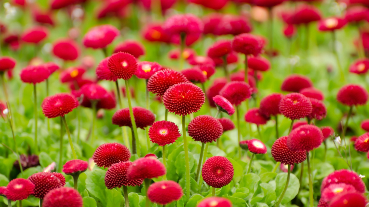 Rote Blumen in Tilt-Shift-Linse. Wallpaper in 1280x720 Resolution