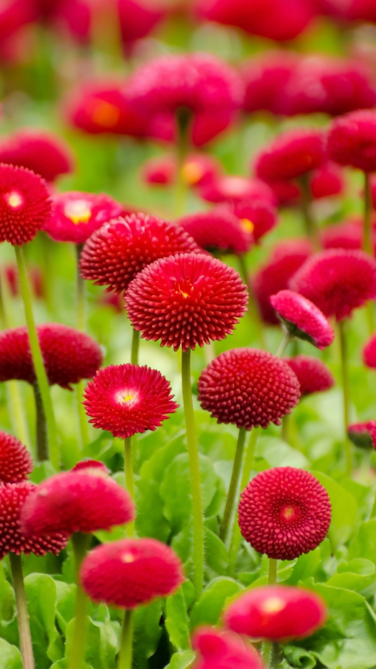 Flores Rojas en Lente de Cambio de Inclinación. Wallpaper in 750x1334 Resolution