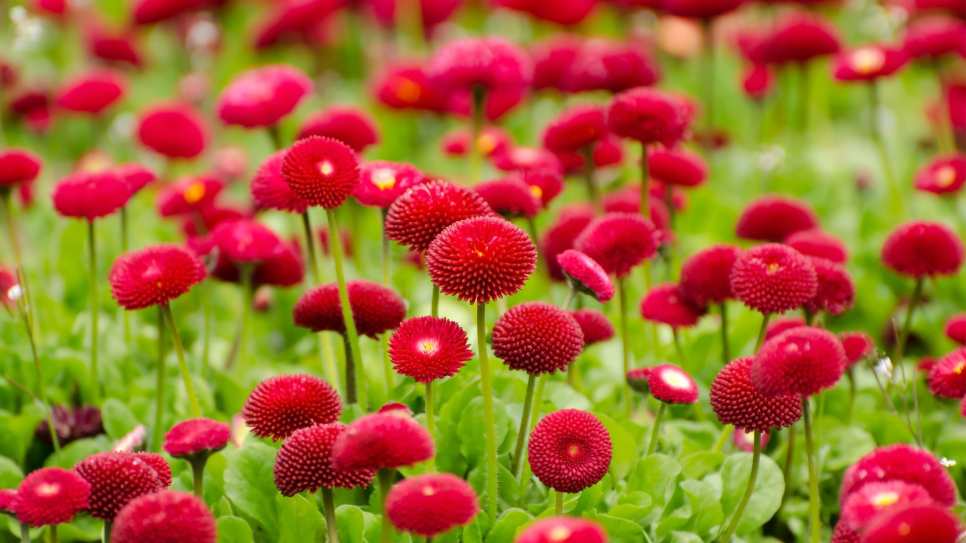 Fleurs Rouges Dans L'objectif à Basculement. Wallpaper in 1920x1080 Resolution