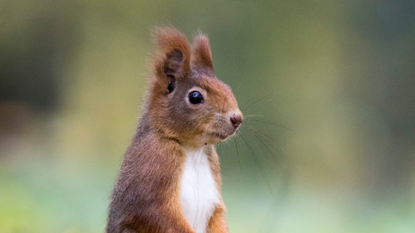 Brown Squirrel on Yellow Leaves During Daytime. Wallpaper in 1366x768 Resolution