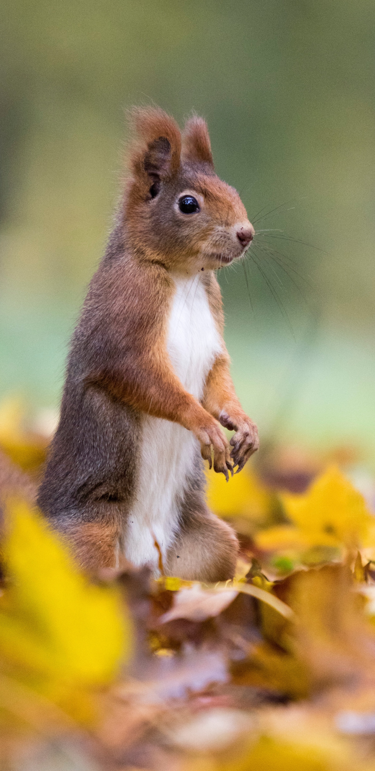 Brown Squirrel on Yellow Leaves During Daytime. Wallpaper in 1440x2960 Resolution