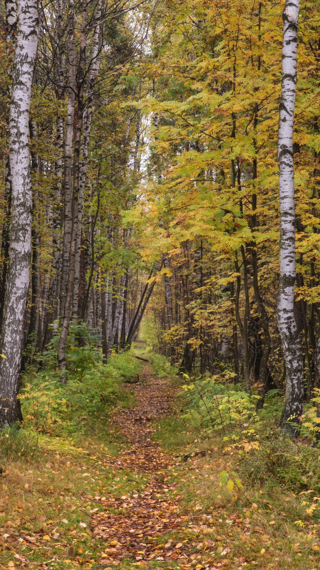 森林, Birch, 温带针叶林, 自然保护区, 圣彼得堡 壁纸 1080x1920 允许