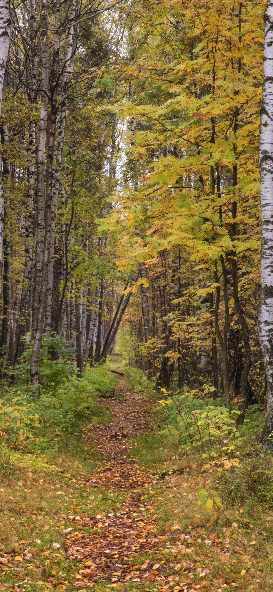 森林, Birch, 温带针叶林, 自然保护区, 圣彼得堡 壁纸 1125x2436 允许