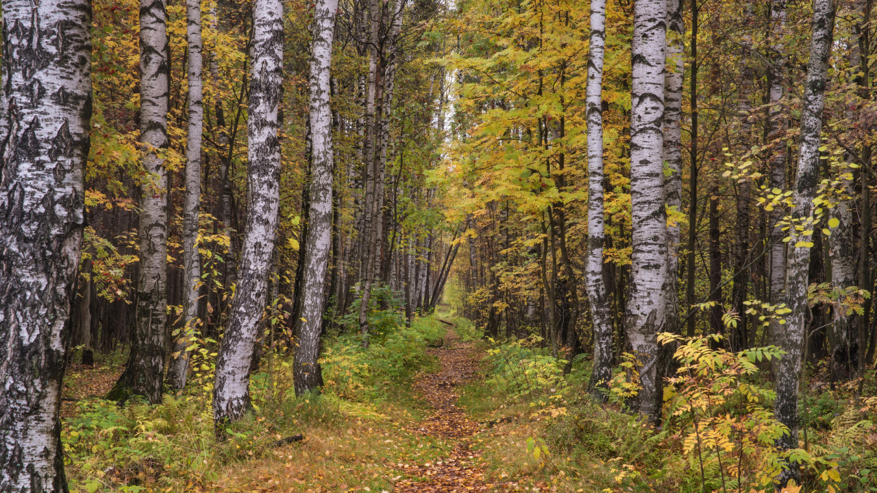 森林, Birch, 温带针叶林, 自然保护区, 圣彼得堡 壁纸 1280x720 允许