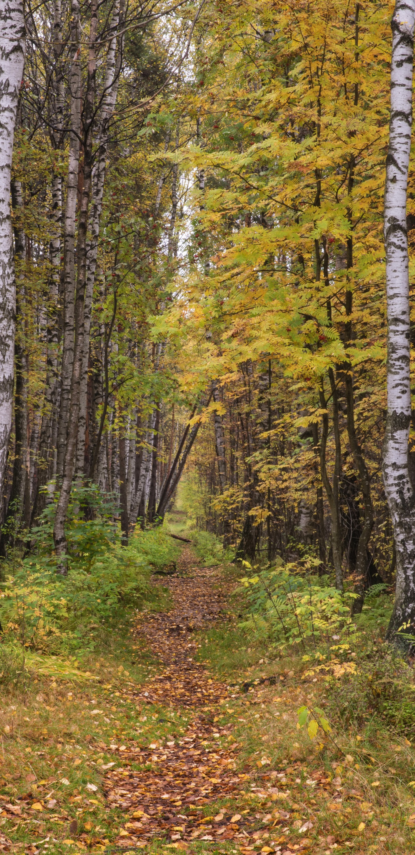 森林, Birch, 温带针叶林, 自然保护区, 圣彼得堡 壁纸 1440x2960 允许