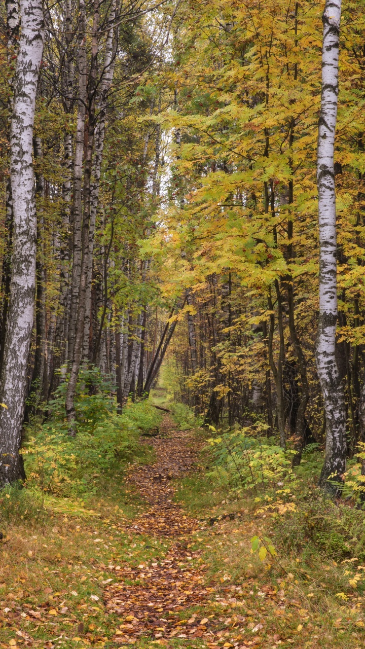 森林, Birch, 温带针叶林, 自然保护区, 圣彼得堡 壁纸 720x1280 允许