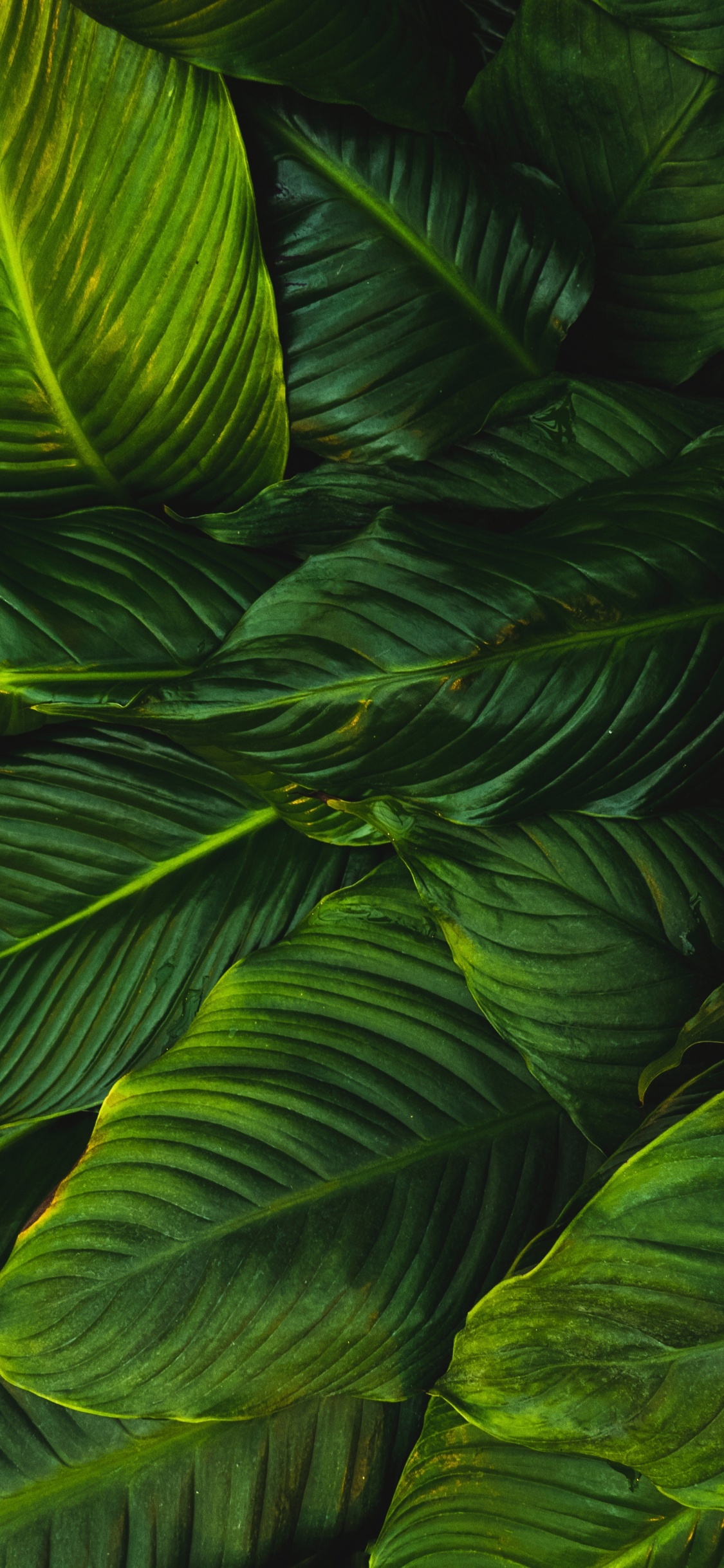 Pflanzen, Blatt, Gr, Vegetation, Terrestrische Pflanzen. Wallpaper in 1125x2436 Resolution