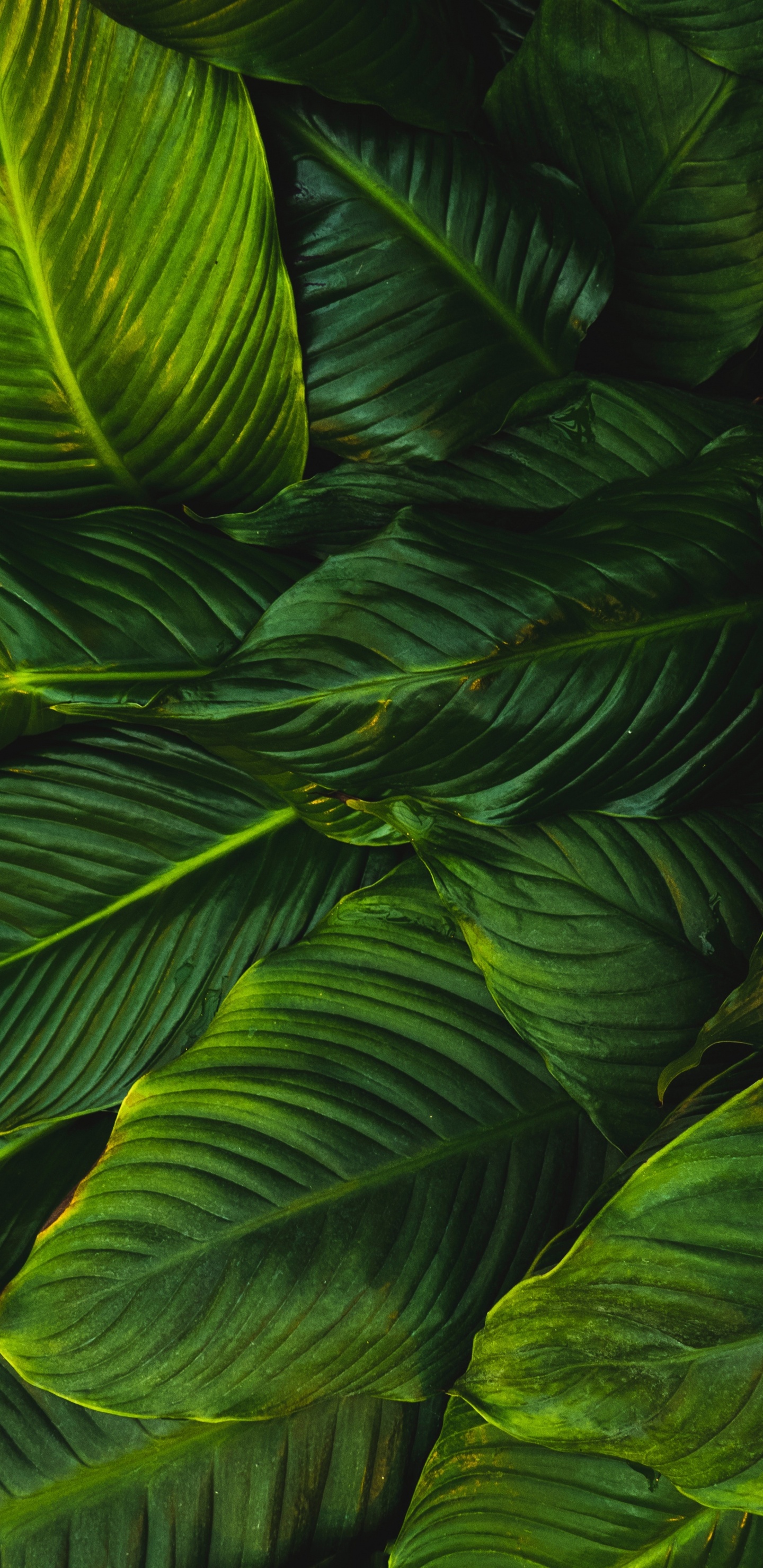 Planta, Verde, la Vegetación, Planta Terrestre, la Botánica. Wallpaper in 1440x2960 Resolution