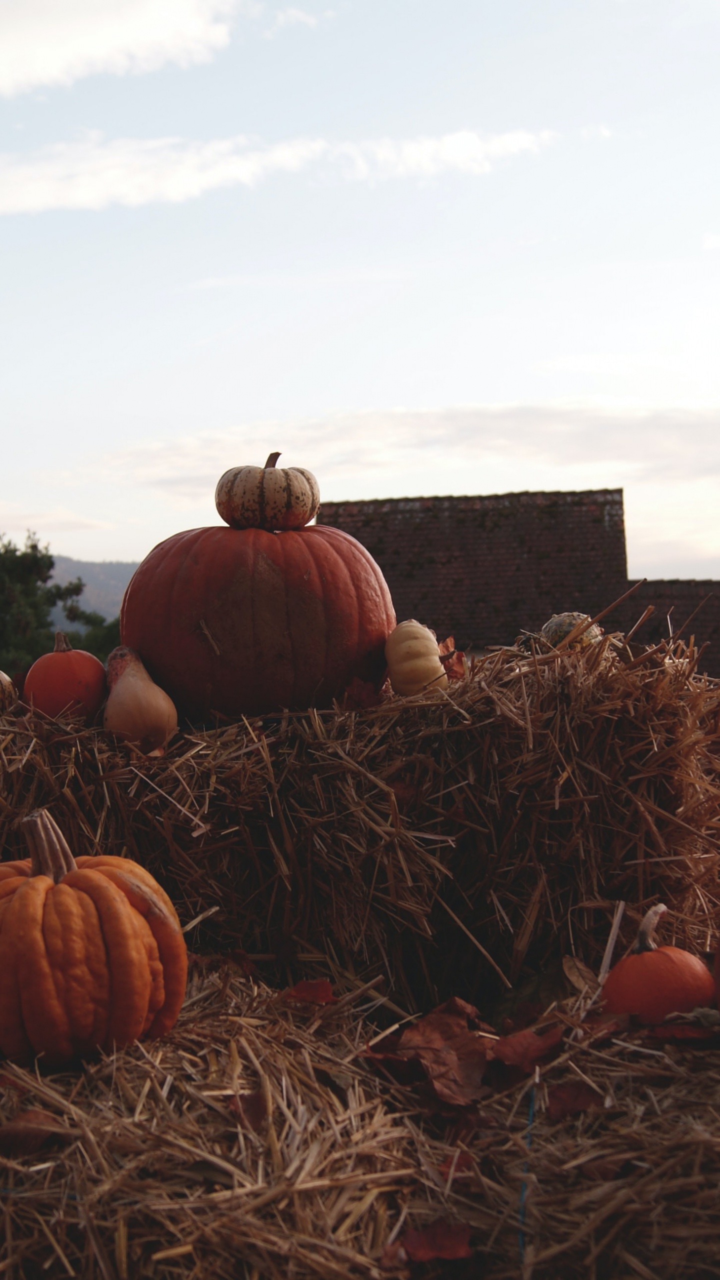 Halloween, Foin, ne T'inquiète Pas Chérie, Shia Labéouf, Avenir. Wallpaper in 1440x2560 Resolution