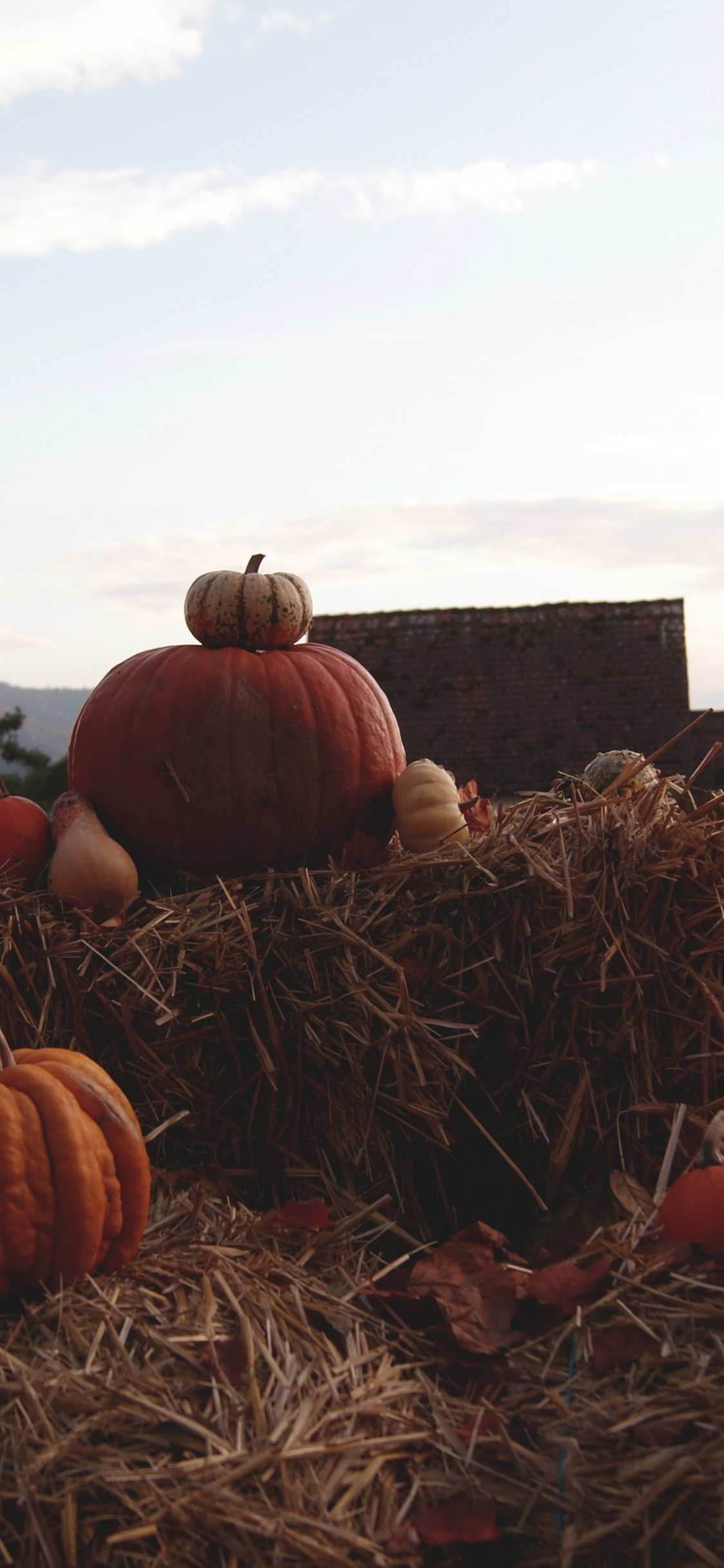 Halloween, Heno, no te Preocupes Cariño, Shia Labeouf, Futuro. Wallpaper in 1125x2436 Resolution