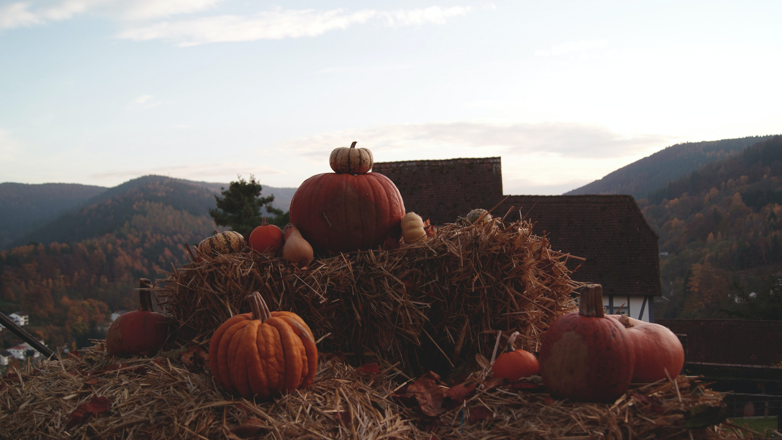 Halloween, Heno, no te Preocupes Cariño, Shia Labeouf, Futuro. Wallpaper in 2560x1440 Resolution