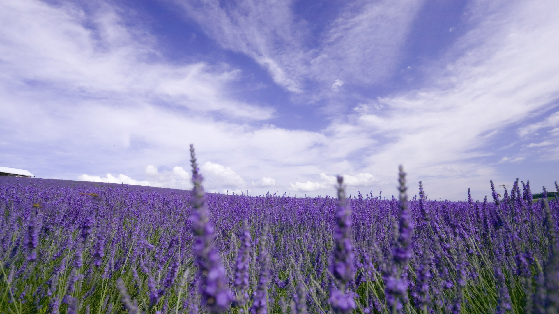 Green Grass Field Under Blue Sky. Wallpaper in 1920x1080 Resolution