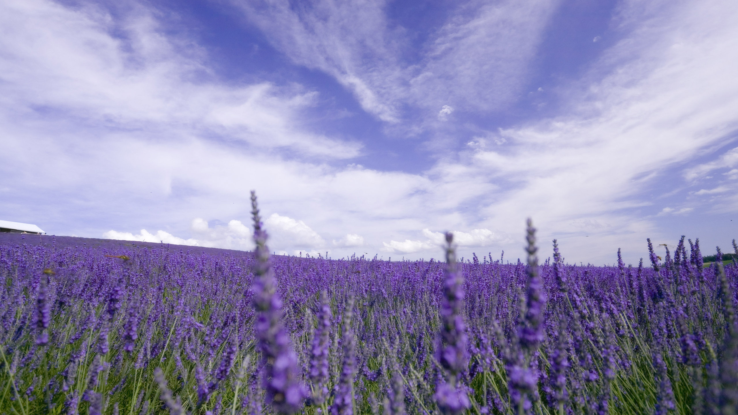 Green Grass Field Under Blue Sky. Wallpaper in 2560x1440 Resolution