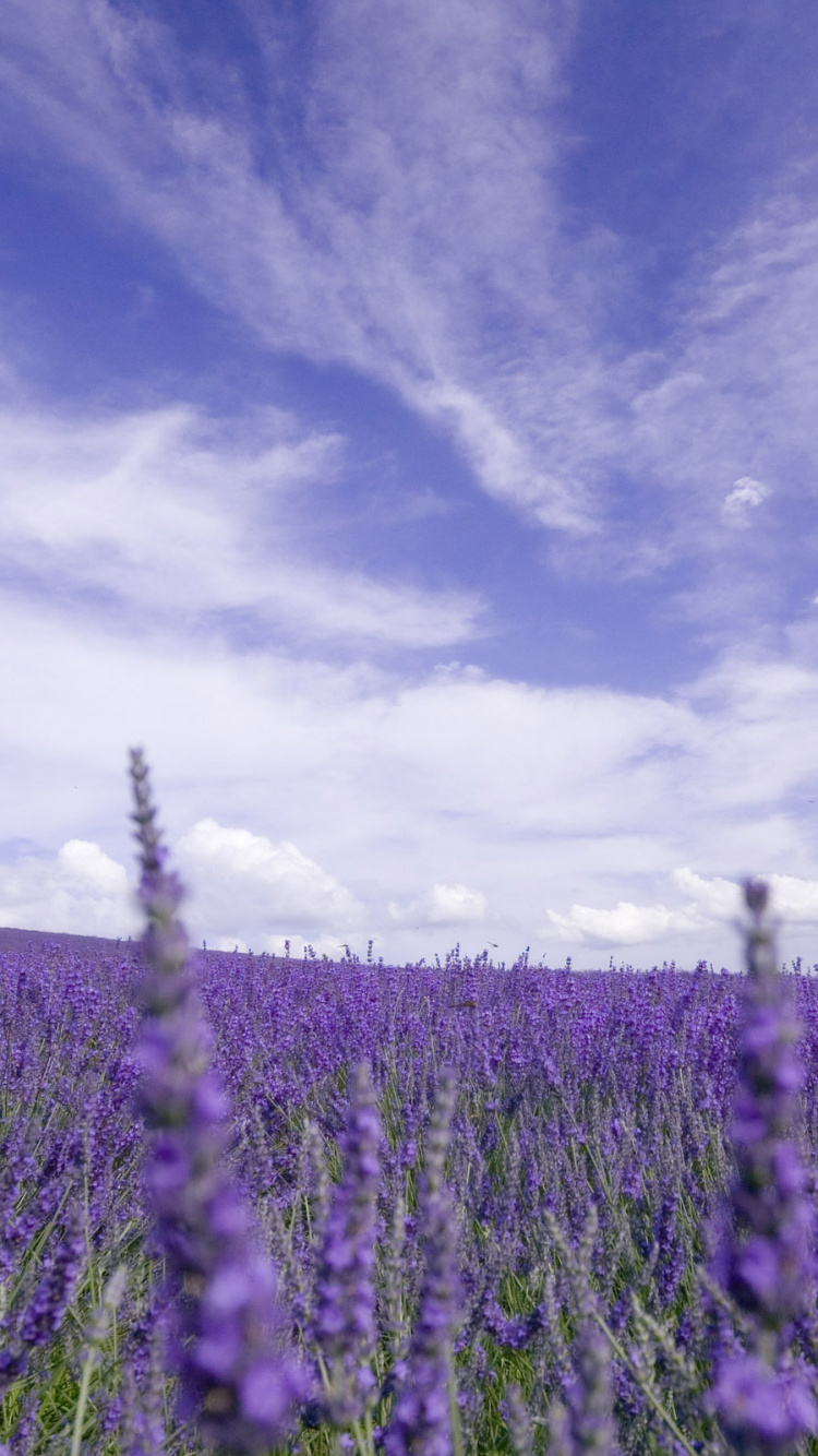 Green Grass Field Under Blue Sky. Wallpaper in 750x1334 Resolution