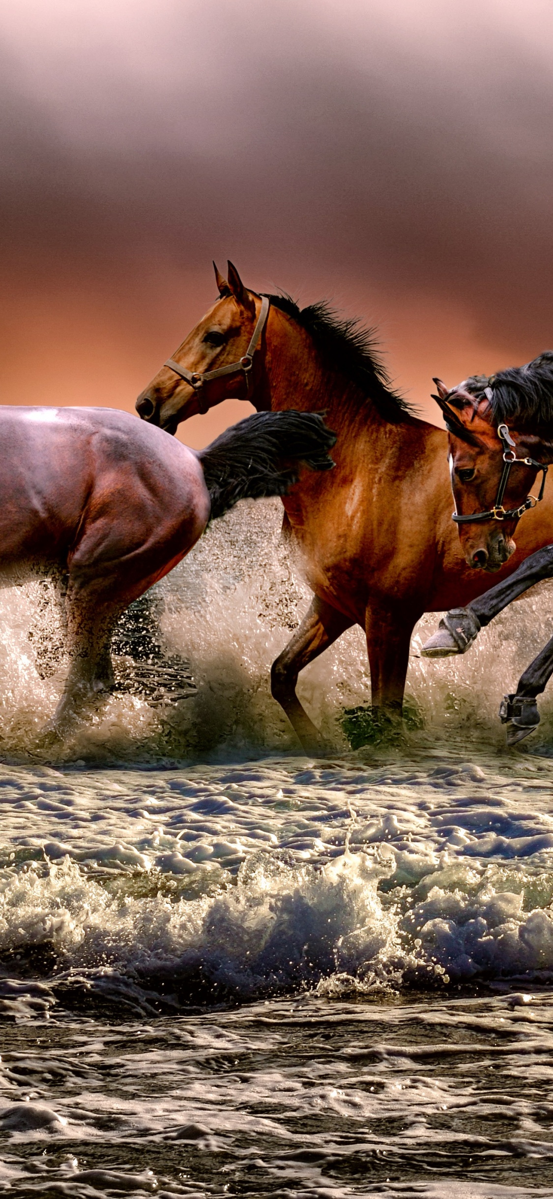 Caballo Blanco, Caballo Salvaje, Agua, Hígado, Acedera. Wallpaper in 1125x2436 Resolution