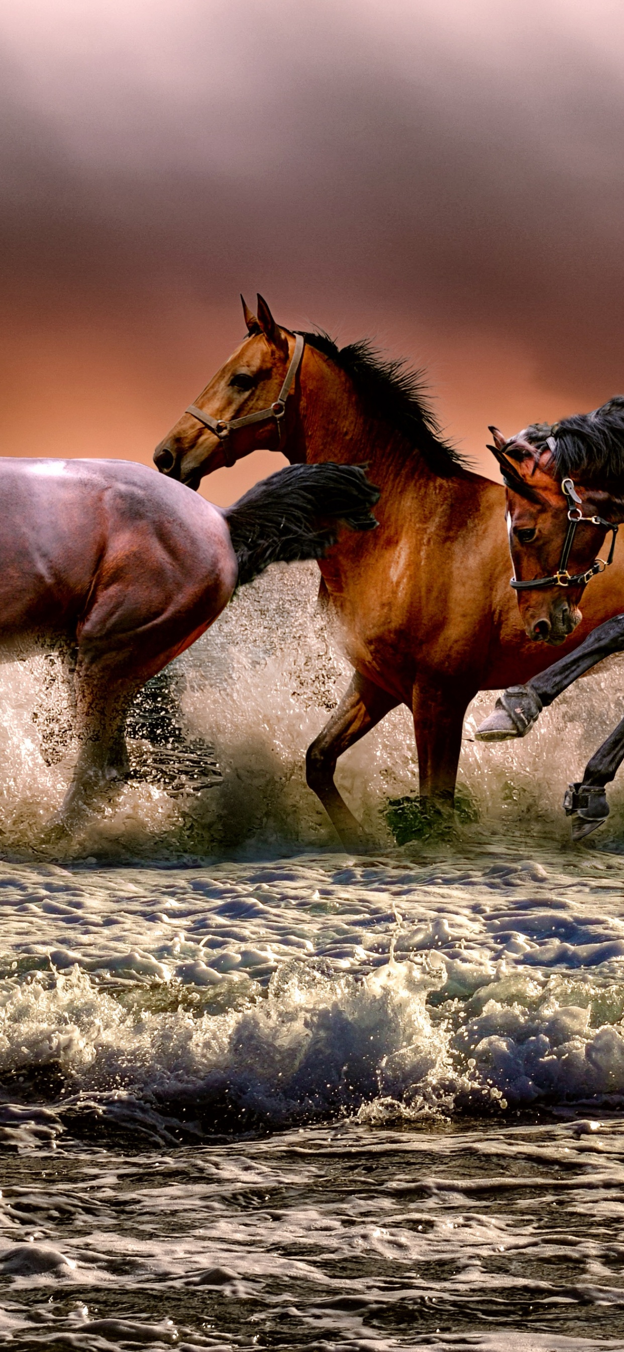 Cheval Blanc, Cheval Sauvage, Eau, Foie, Oseille. Wallpaper in 1242x2688 Resolution