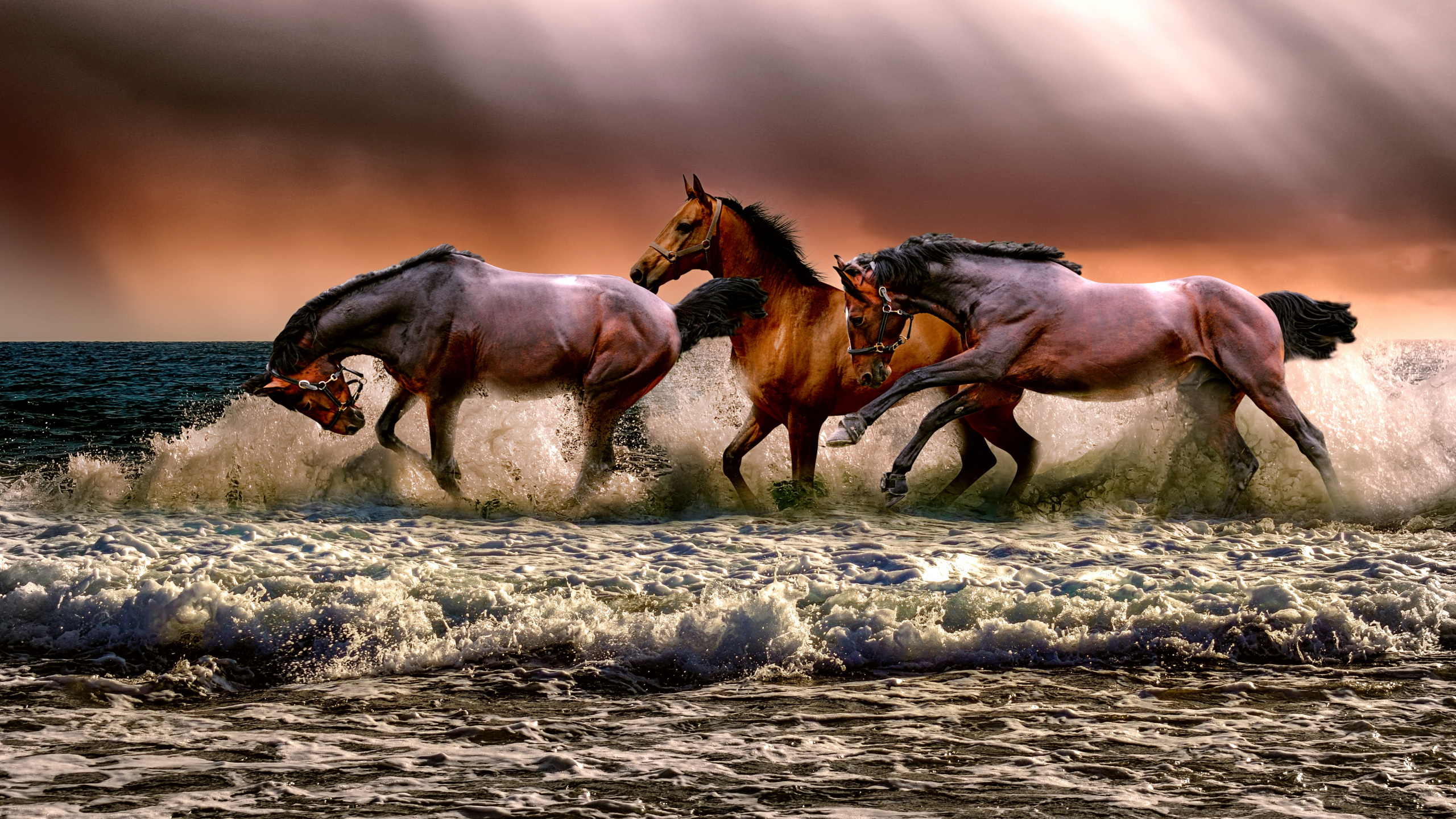Weißes Pferd, Wild Horse, Wasser, Leber, Sorrel. Wallpaper in 2560x1440 Resolution