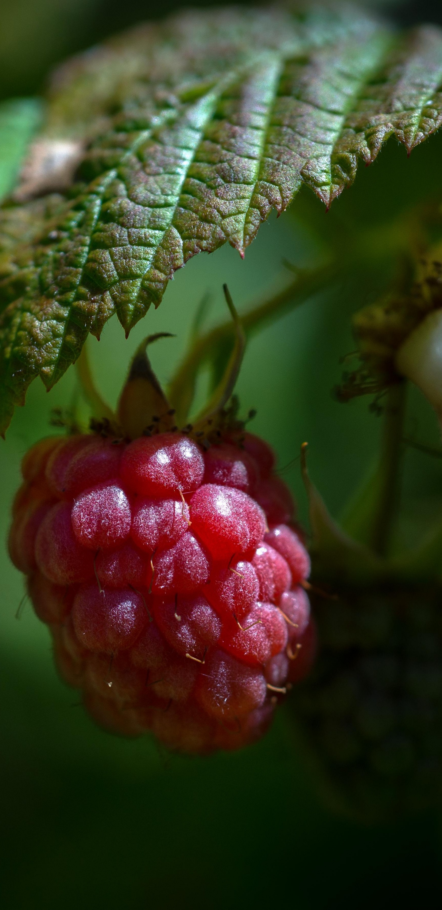 Fruits Ronds Rouges en Photographie Rapprochée. Wallpaper in 1440x2960 Resolution