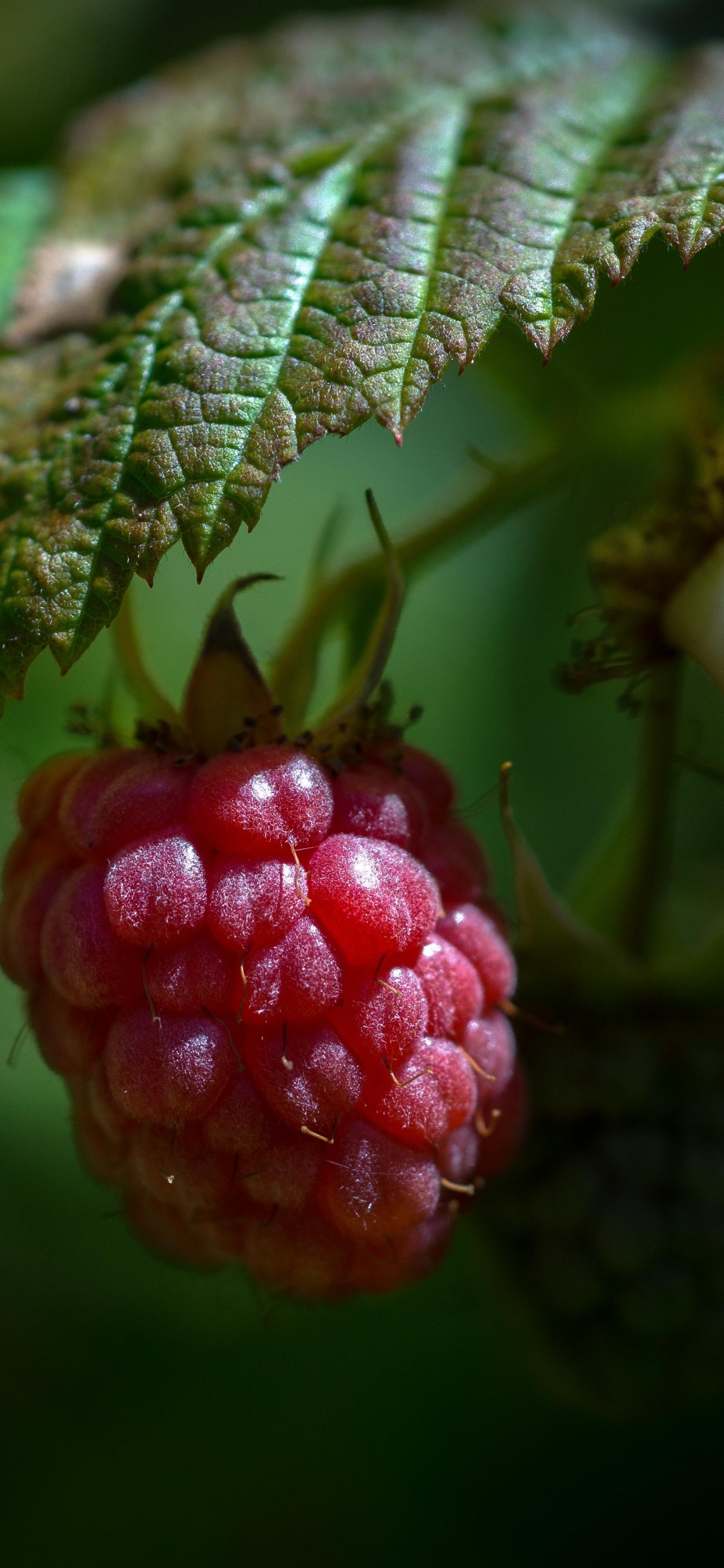 Red Round Fruit in Close up Photography. Wallpaper in 1125x2436 Resolution