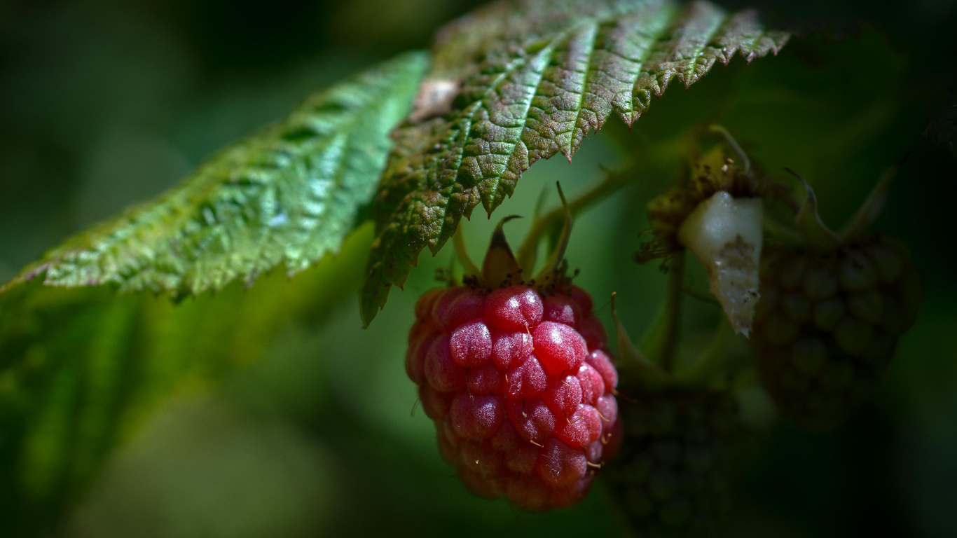 Red Round Fruit in Close up Photography. Wallpaper in 1366x768 Resolution