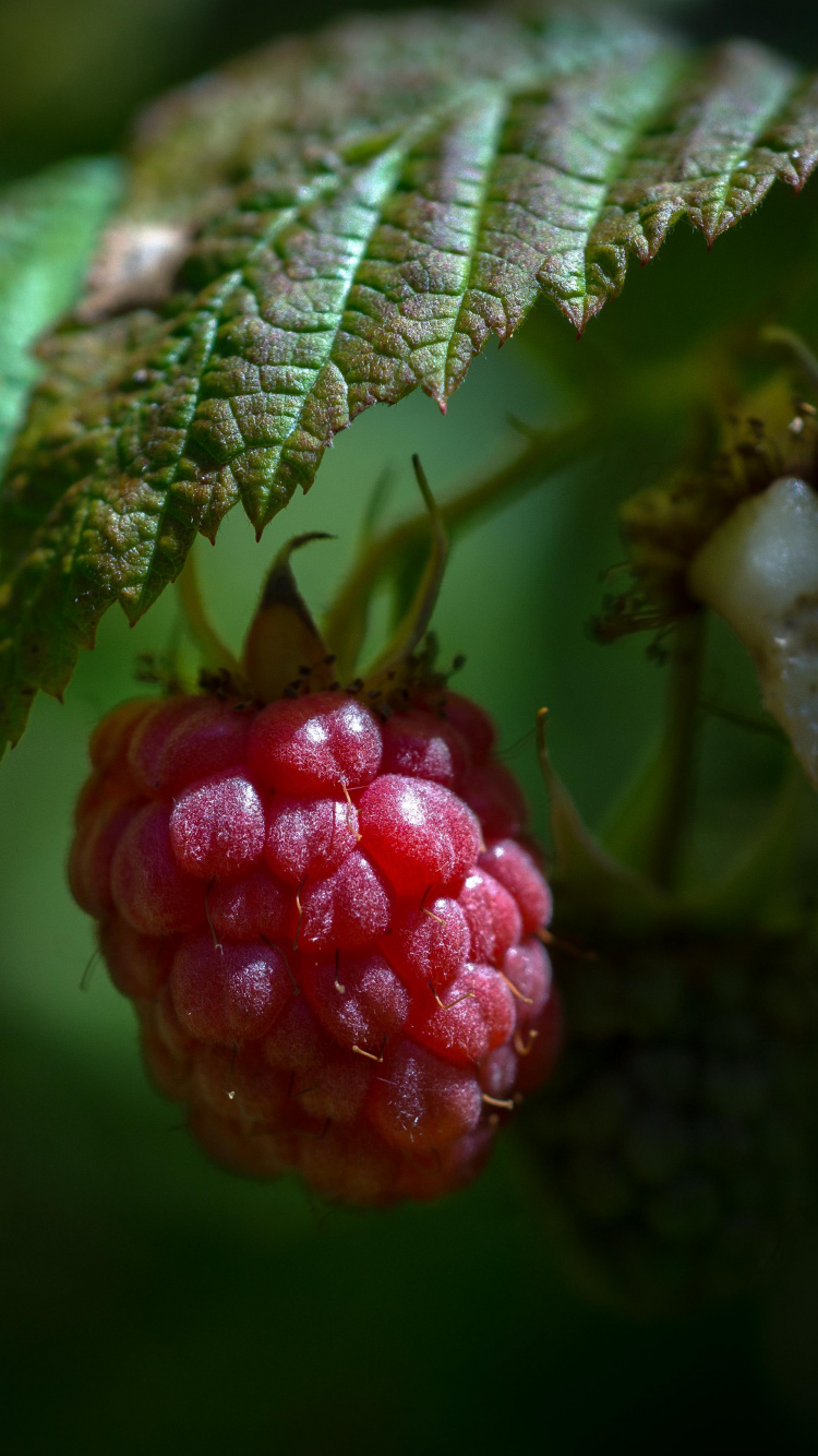 Red Round Fruit in Close up Photography. Wallpaper in 750x1334 Resolution