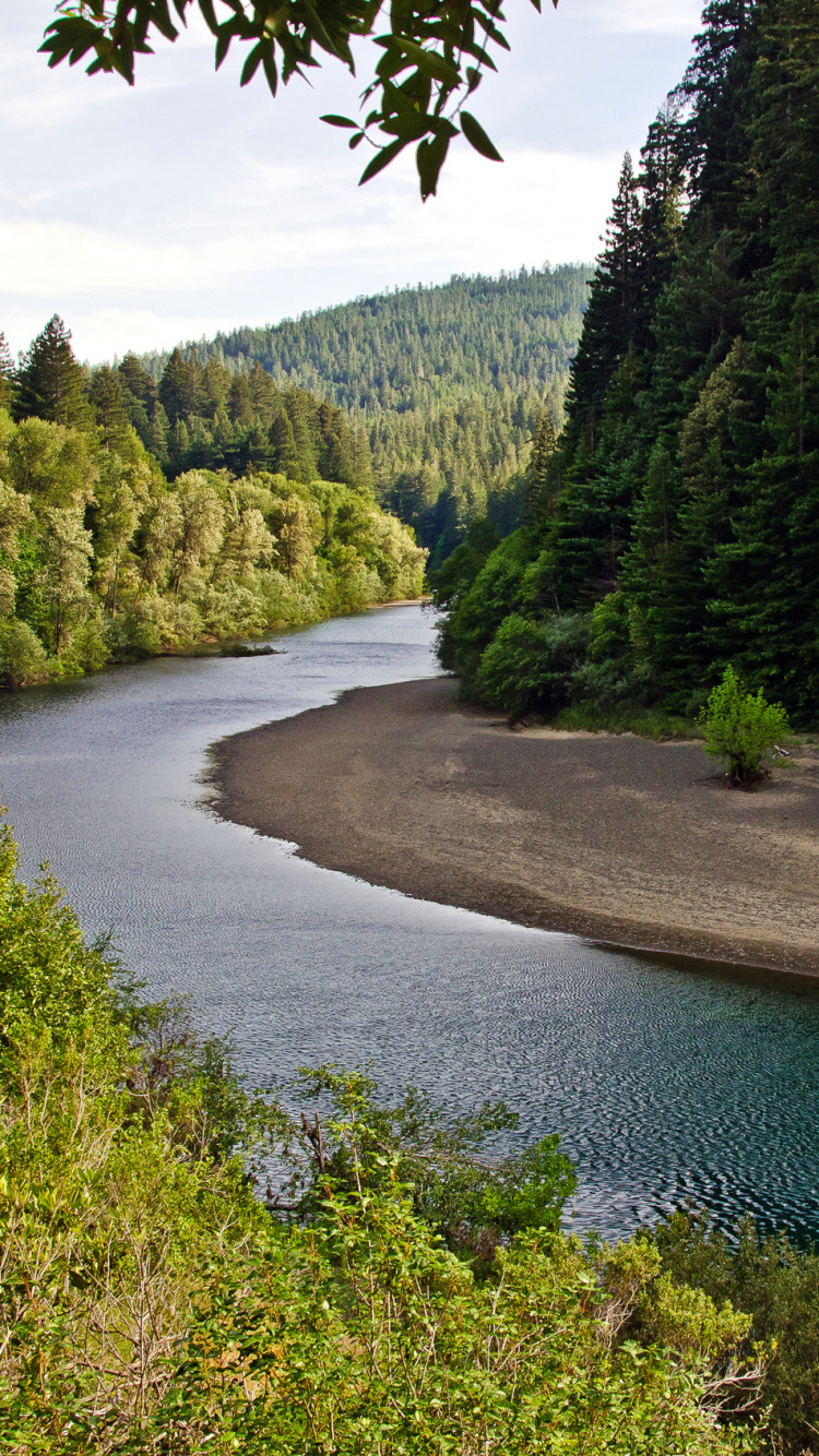 Tagsüber Grüne Bäume am Fluss. Wallpaper in 750x1334 Resolution