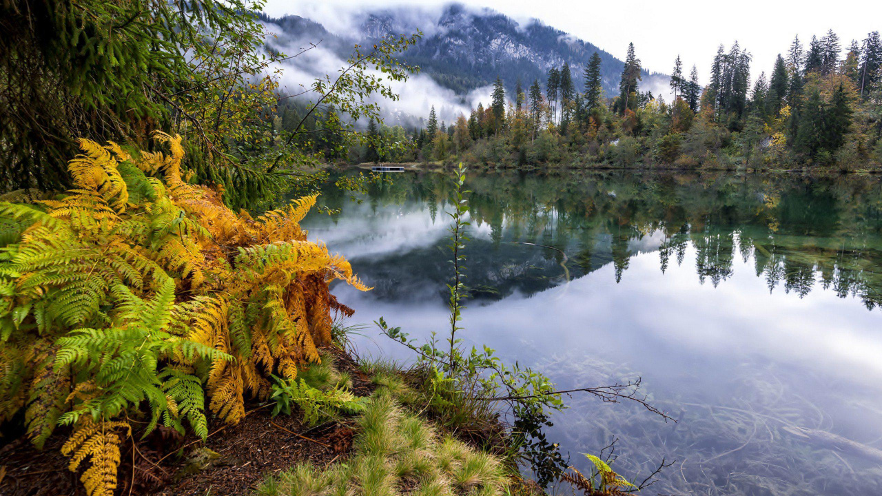 Green and Brown Trees Beside Lake During Daytime. Wallpaper in 1280x720 Resolution