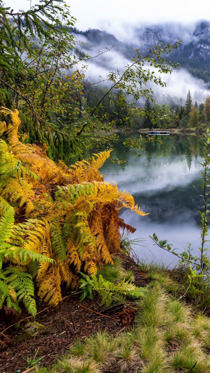 Tagsüber Grüne Und Braune Bäume am See. Wallpaper in 720x1280 Resolution