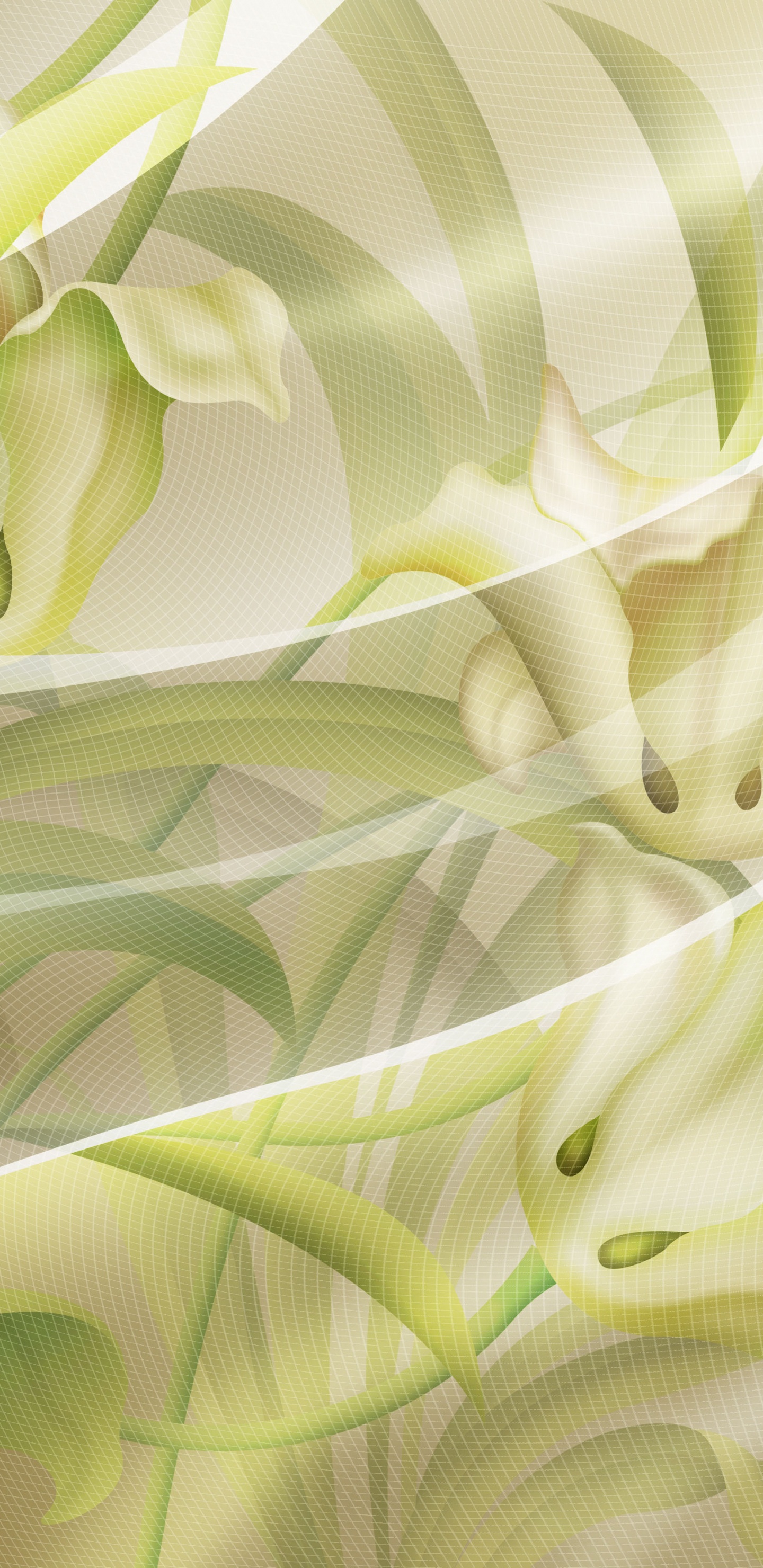 Green and White Floral Textile. Wallpaper in 1440x2960 Resolution