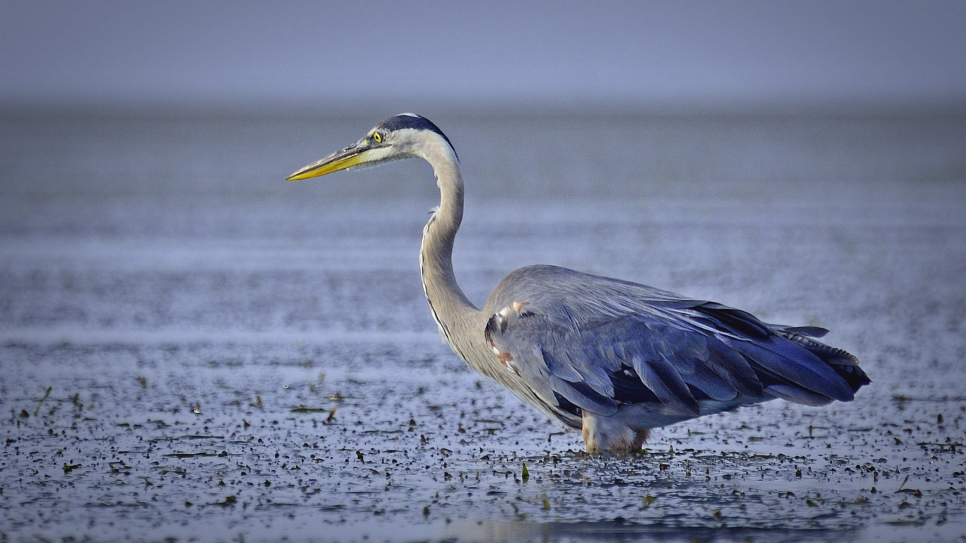 Grey Heron Flying Over The Sea During Daytime. Wallpaper in 1366x768 Resolution
