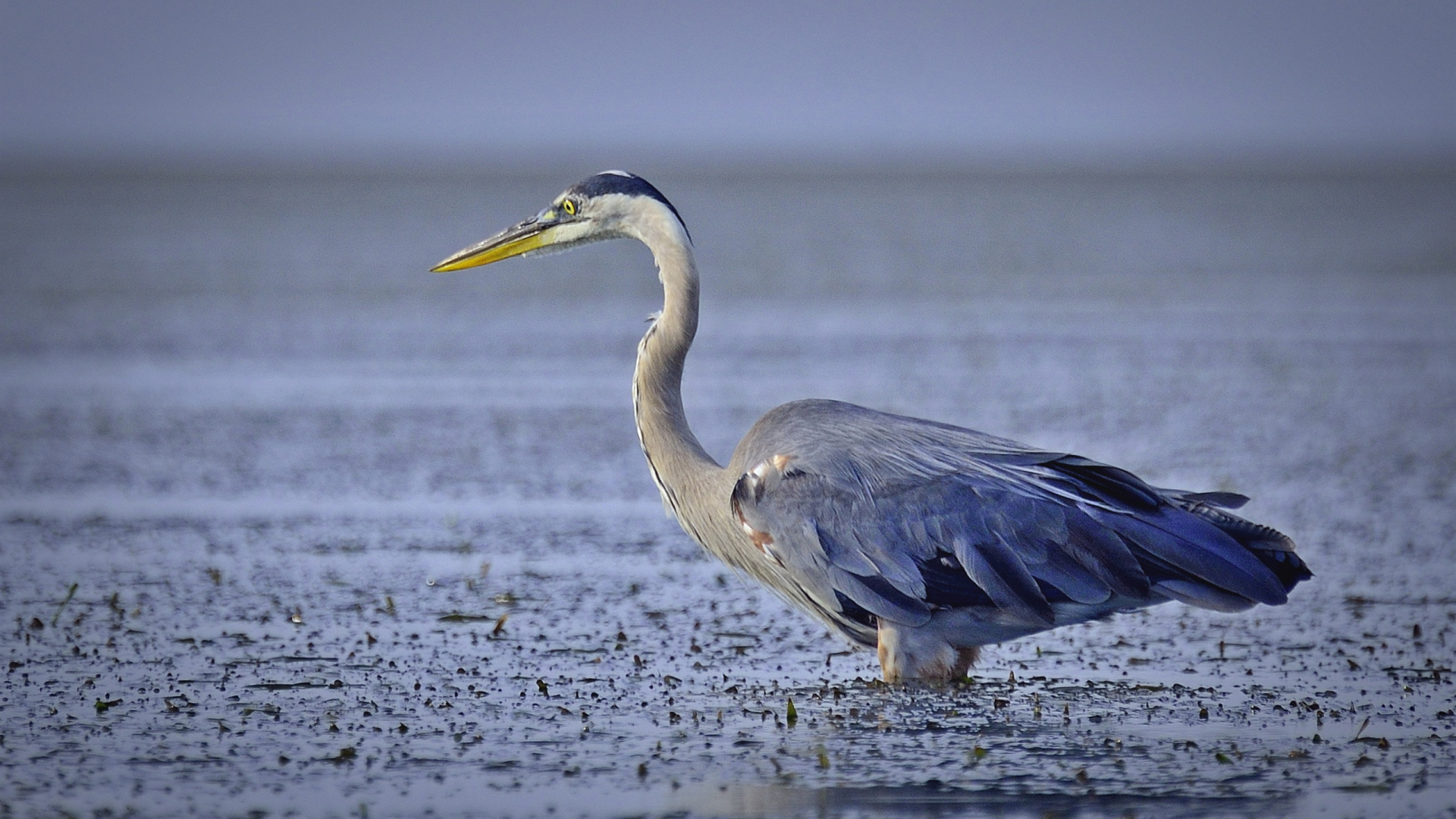 Grey Heron Flying Over The Sea During Daytime. Wallpaper in 1920x1080 Resolution