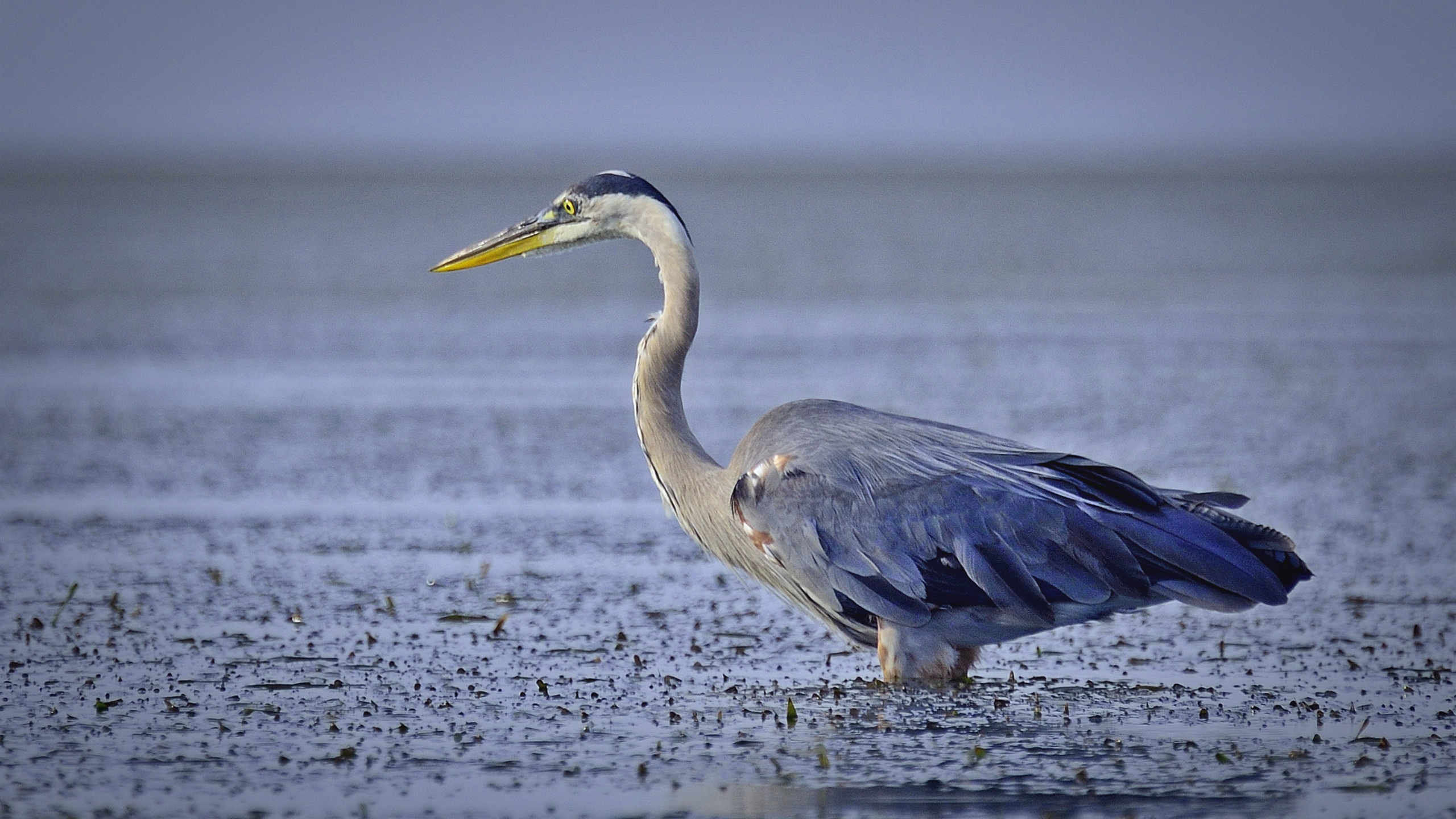 Grey Heron Flying Over The Sea During Daytime. Wallpaper in 2560x1440 Resolution