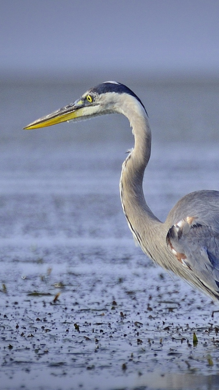 Grey Heron Flying Over The Sea During Daytime. Wallpaper in 720x1280 Resolution