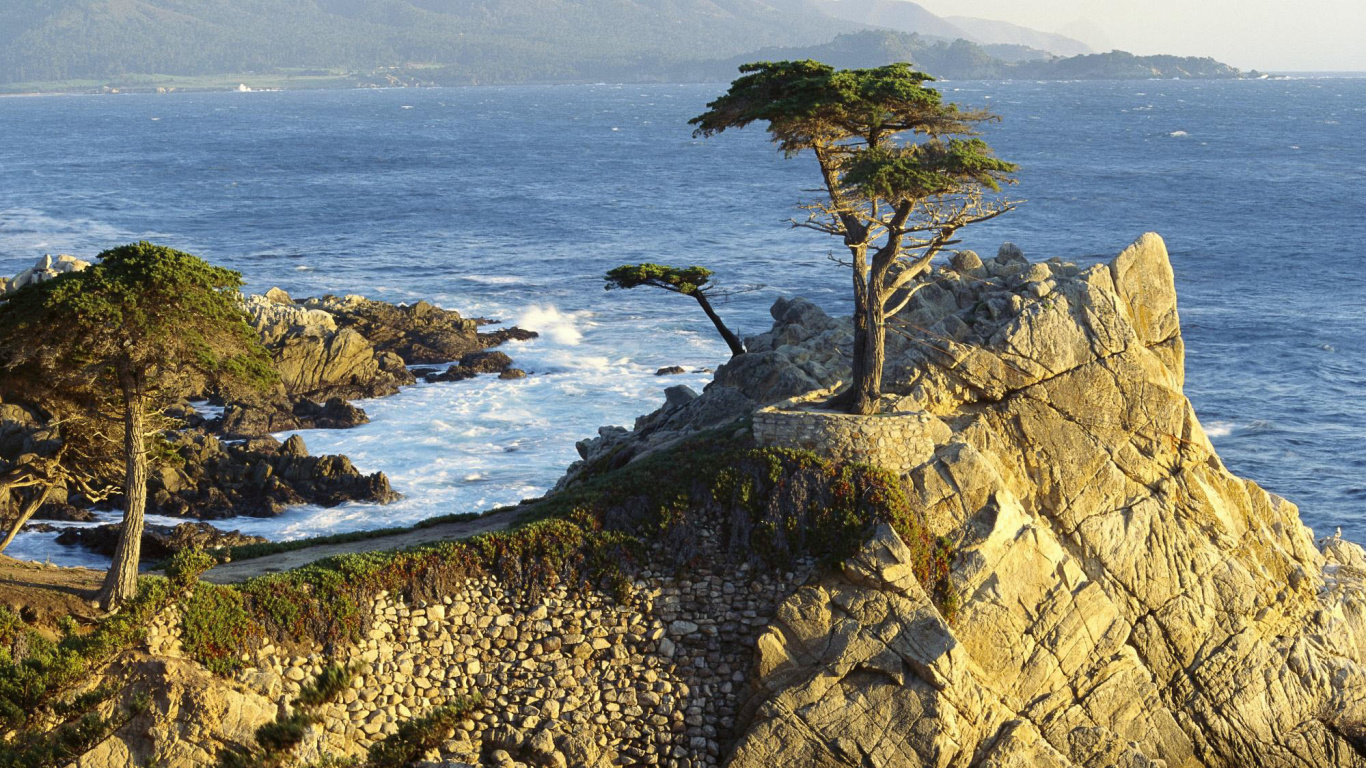 Brown Bare Tree on Brown Rocky Shore During Daytime. Wallpaper in 1366x768 Resolution