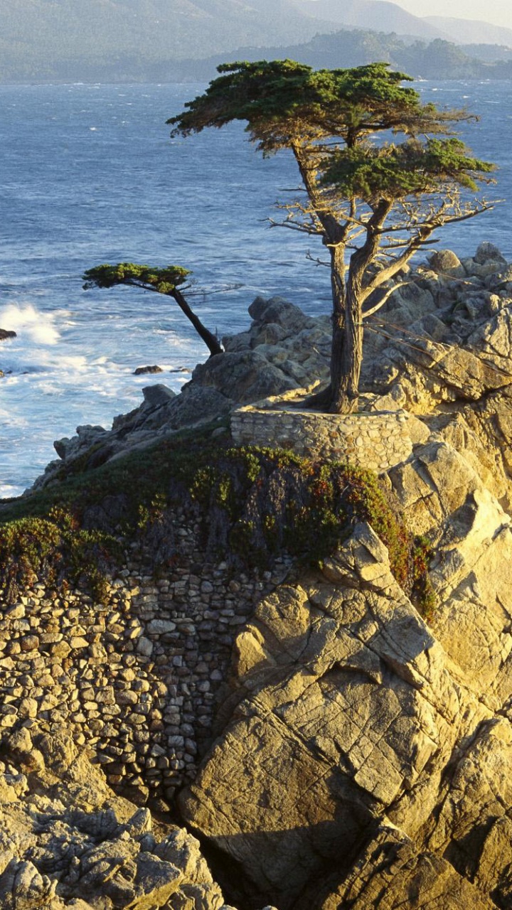 Arbre nu Brun Sur le Rivage Rocheux Brun Pendant la Journée. Wallpaper in 720x1280 Resolution