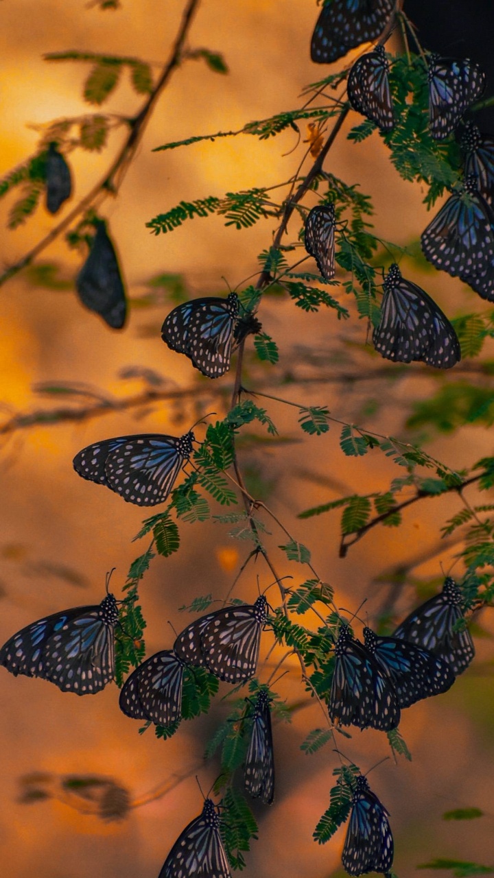 Blatt, Niklaus Mikaelson, Insekten, Stefan Salvatore, Lepidoptera. Wallpaper in 720x1280 Resolution