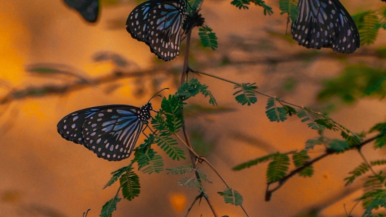 Niklaus Mikaelson, Stefan Salvatore, Lepidoptera, Polinizador, Insecto. Wallpaper in 1280x720 Resolution