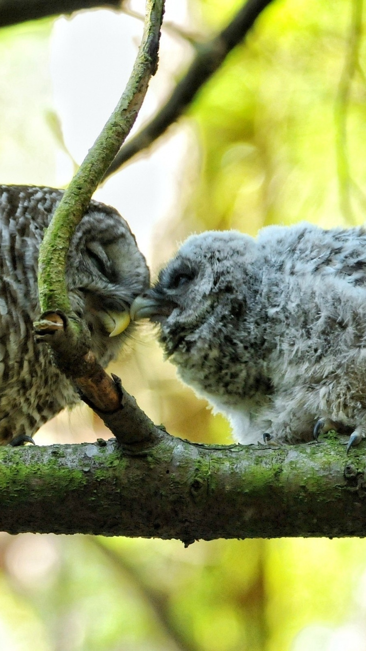 Hibou Blanc et Noir Sur Une Branche D'arbre Brun Pendant la Journée. Wallpaper in 750x1334 Resolution