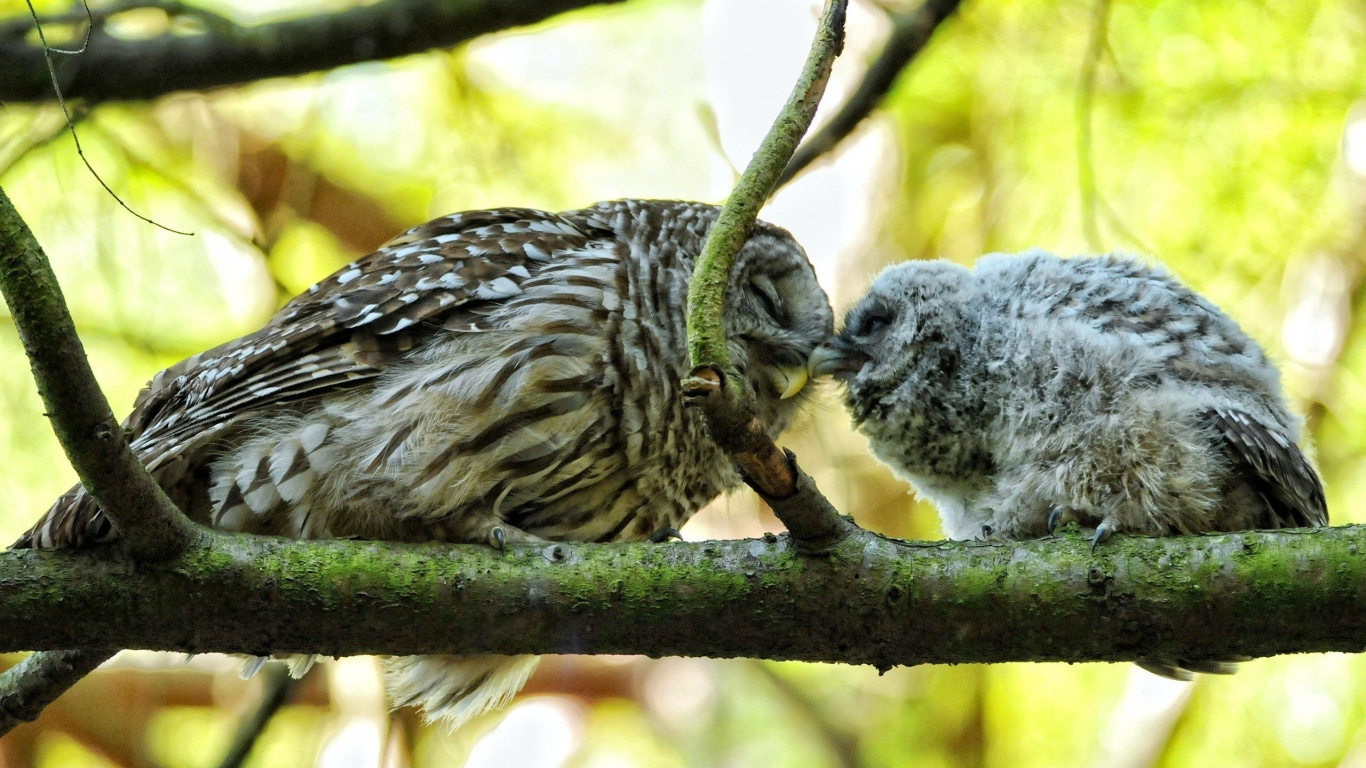 White and Black Owl on Brown Tree Branch During Daytime. Wallpaper in 1366x768 Resolution