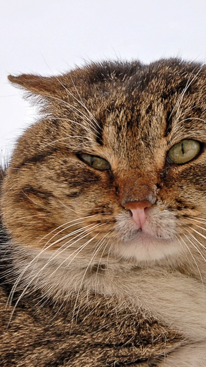 Gato Atigrado Marrón y Blanco. Wallpaper in 720x1280 Resolution