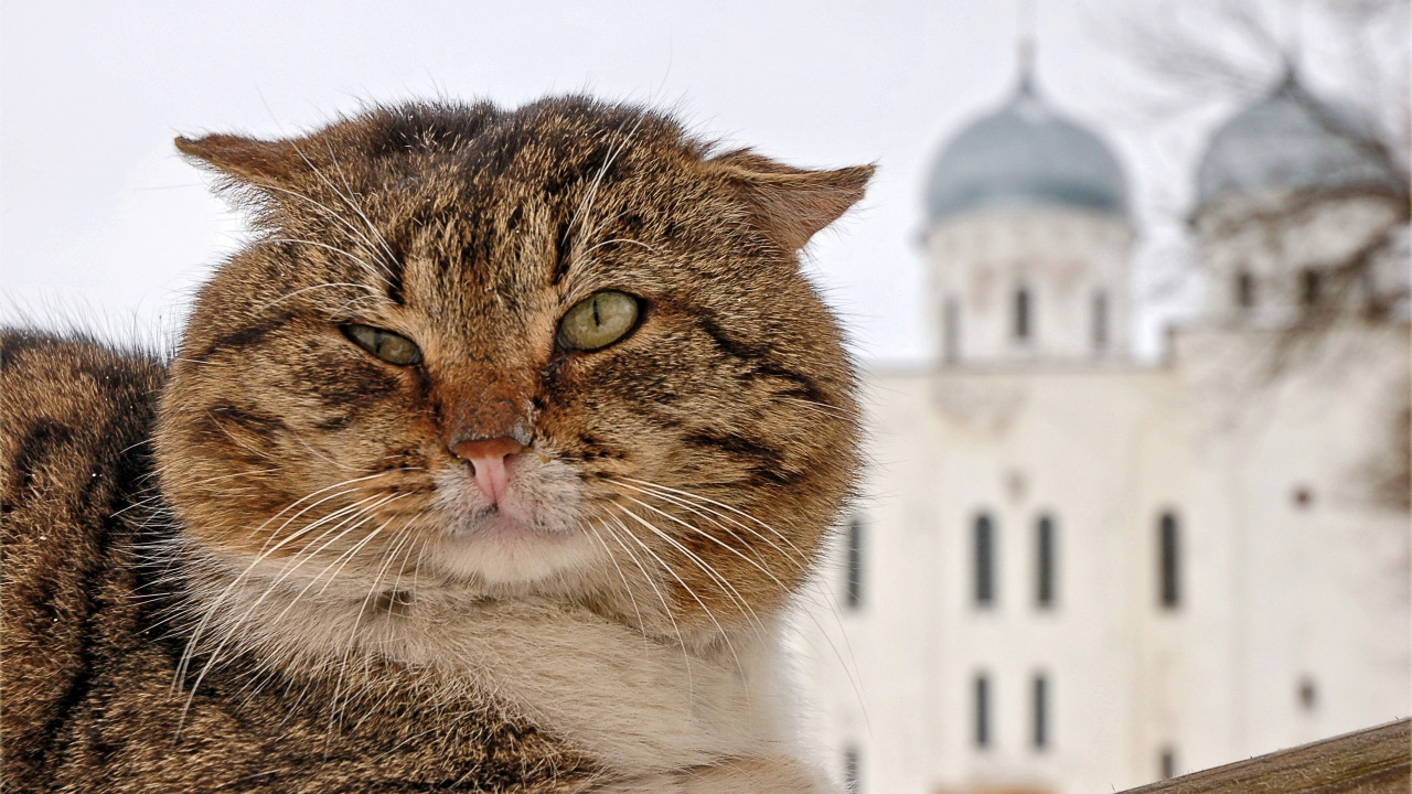 Brown and White Tabby Cat. Wallpaper in 1280x720 Resolution