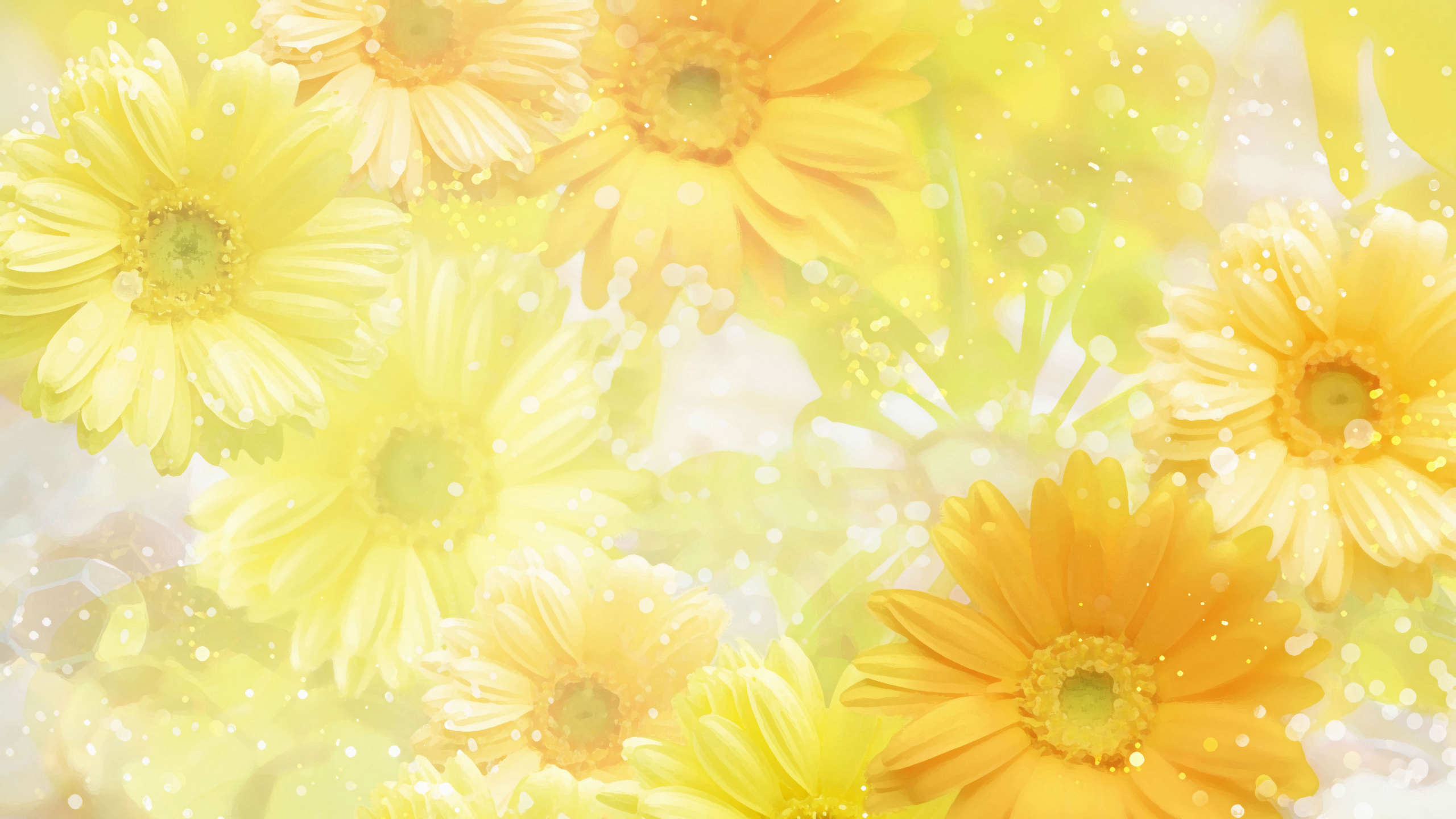 Gelbe Und Weiße Gänseblümchenblume. Wallpaper in 2560x1440 Resolution
