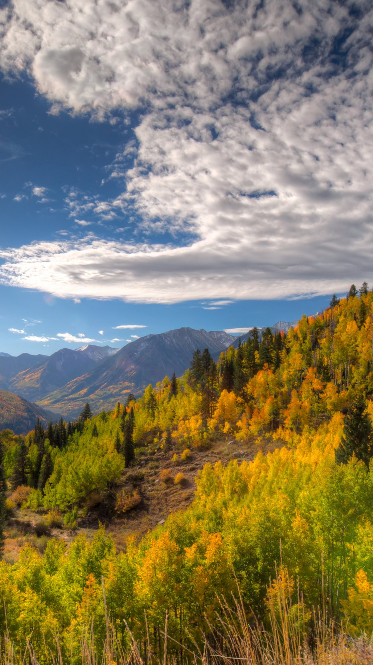 Green Trees Under Blue Sky During Daytime. Wallpaper in 750x1334 Resolution