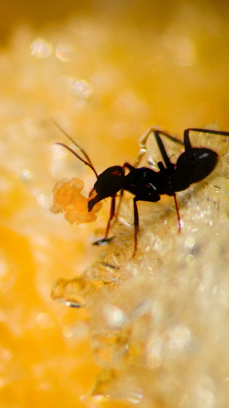 蚂蚁, 昆虫, 害虫, 花粉, 黄色的 壁纸 750x1334 允许