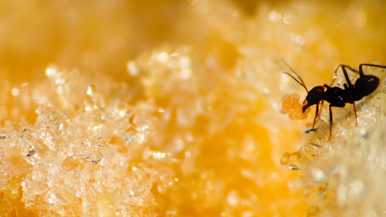 Yellow Liquid in Clear Glass. Wallpaper in 1280x720 Resolution