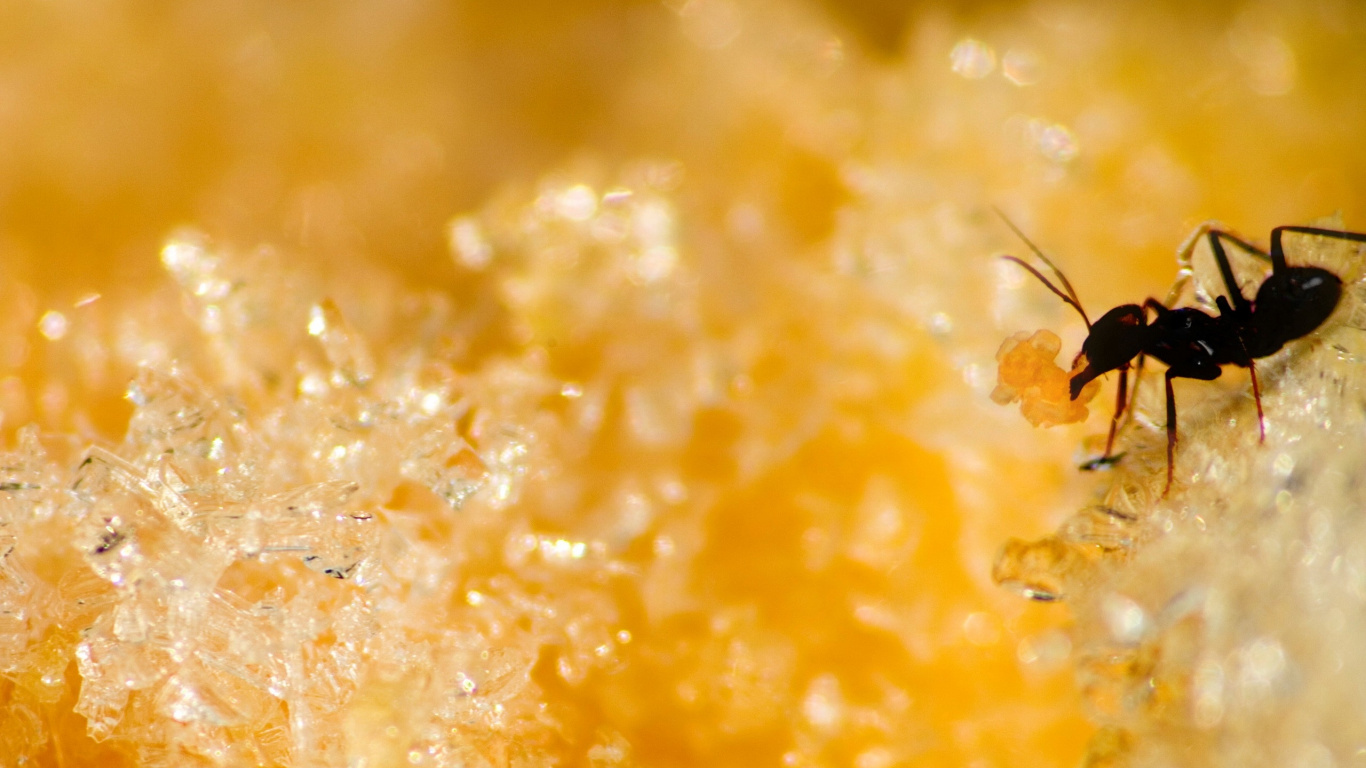 Yellow Liquid in Clear Glass. Wallpaper in 1366x768 Resolution